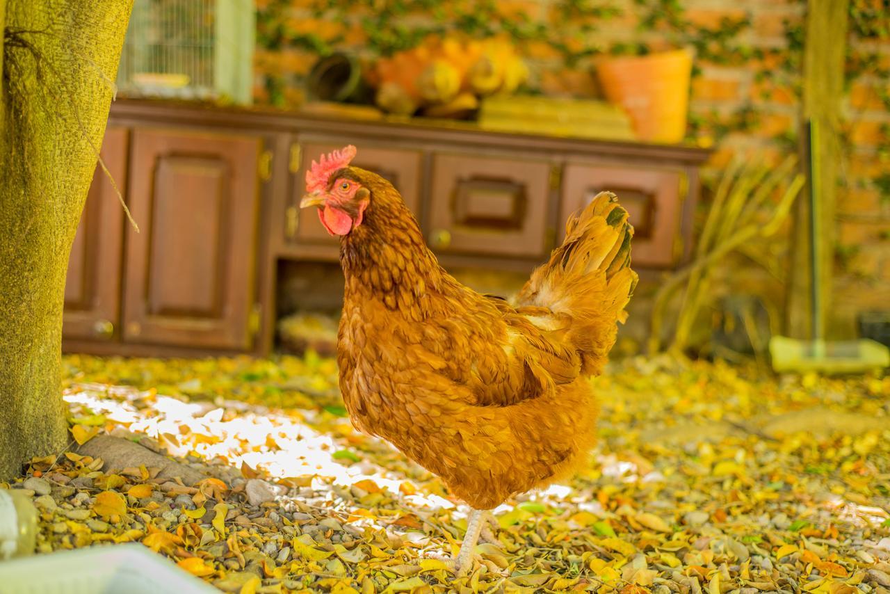 Santa Lucia Hotel Boutique Mascota Dış mekan fotoğraf